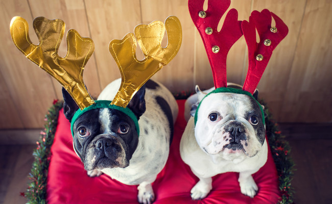 Give Your Pet Some CBD This Holiday Season